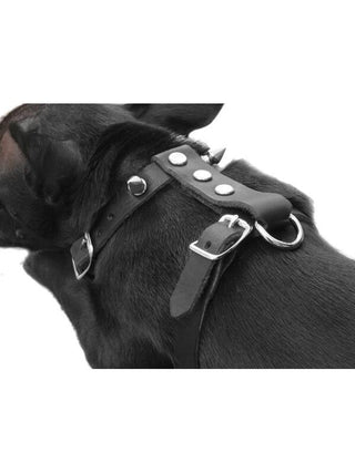 Black Leather Spiked Dog Collar Lead-COSTUMEISH